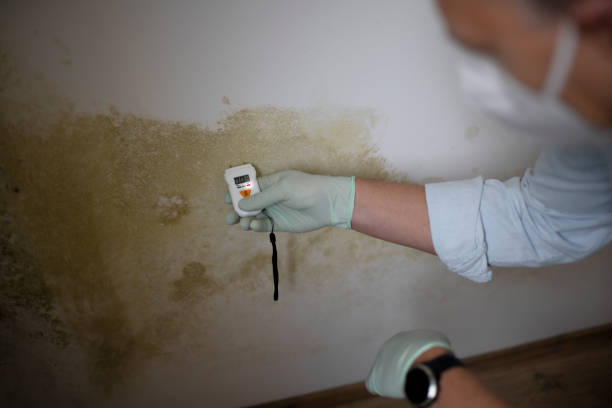 Best Health and Safety Mold Remediation in Shannon, MS