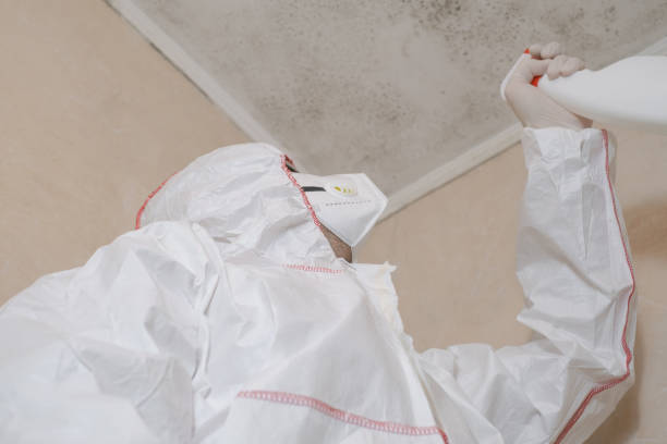 Best Mold Remediation for Specific Building Types in Shannon, MS
