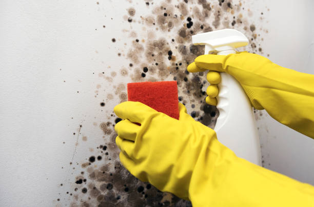 Best Insurance-Related Mold Remediation in Shannon, MS